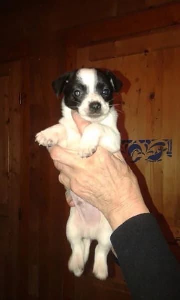 JACK,  Mixed Breed for adoption at Les Petites Patounes