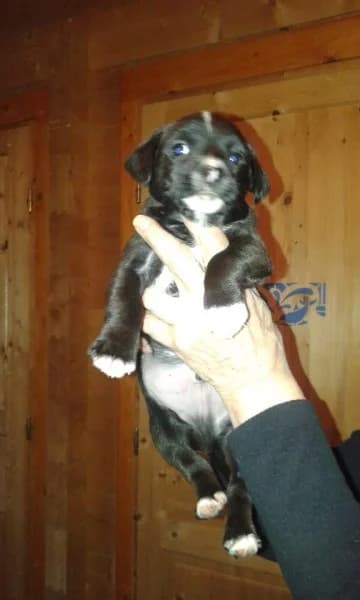 JOKER, Mixed Breed for adoption at Les Petites Patounes