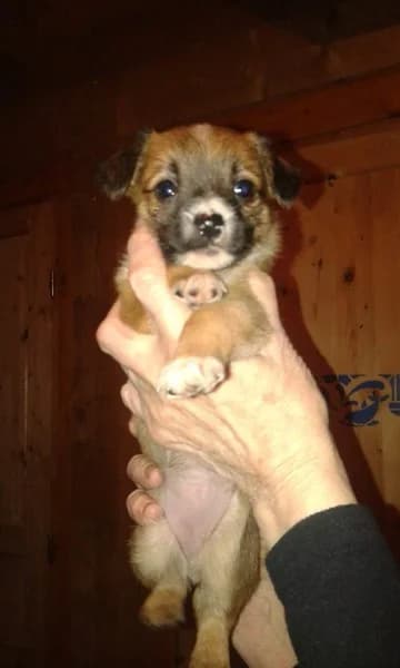JULIETTE, Mixed Breed for adoption at Les Petites Patounes
