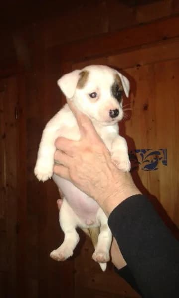 JENNY, Mixed Breed for adoption at Les Petites Patounes