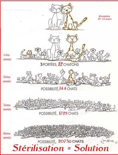 Stérilisation des chats errants,  Mixed Breed for adoption at Les Petites Patounes