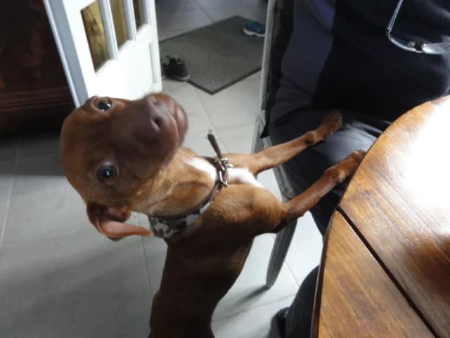 JUNIORpinsher de 1an (en FA 26270),  Mixed Breed for adoption at Les Petites Patounes