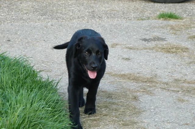 LUNA typée lab de 2mois et demi (en FA 26210), Mixed Breed for adoption at Les Petites Patounes