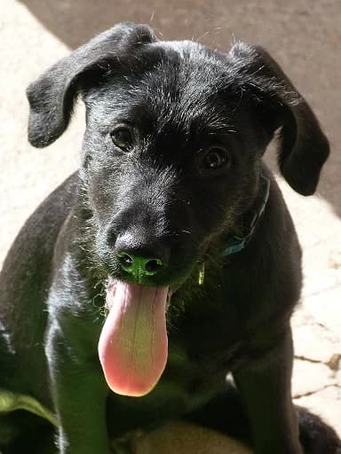 LEX,  Mixed Breed for adoption at Les Petites Patounes