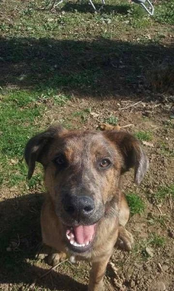MAO x cane corso de 4mois et demi (en FA 26270),  Mixed Breed for adoption at Les Petites Patounes
