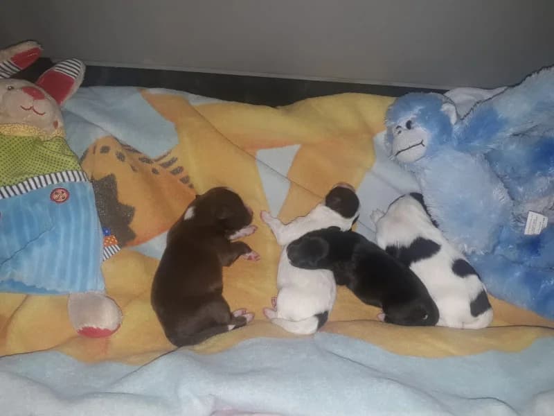 4,  Mixed Breed for adoption at Les Petites Patounes