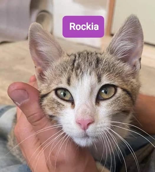 ROCKIA,  Mixed Breed for adoption at Les Petites Patounes