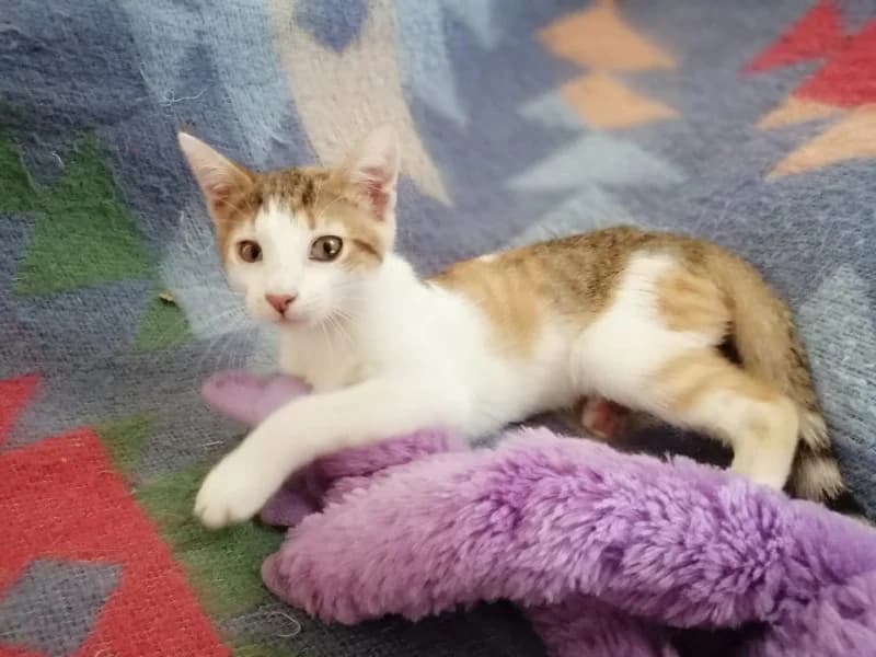 ROSIE,  Mixed Breed for adoption at Les Petites Patounes