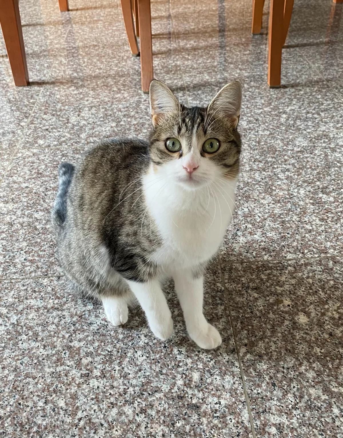 TRIVIAL, female 4yo Mixed Breed for adoption at Phoenix Asso 94