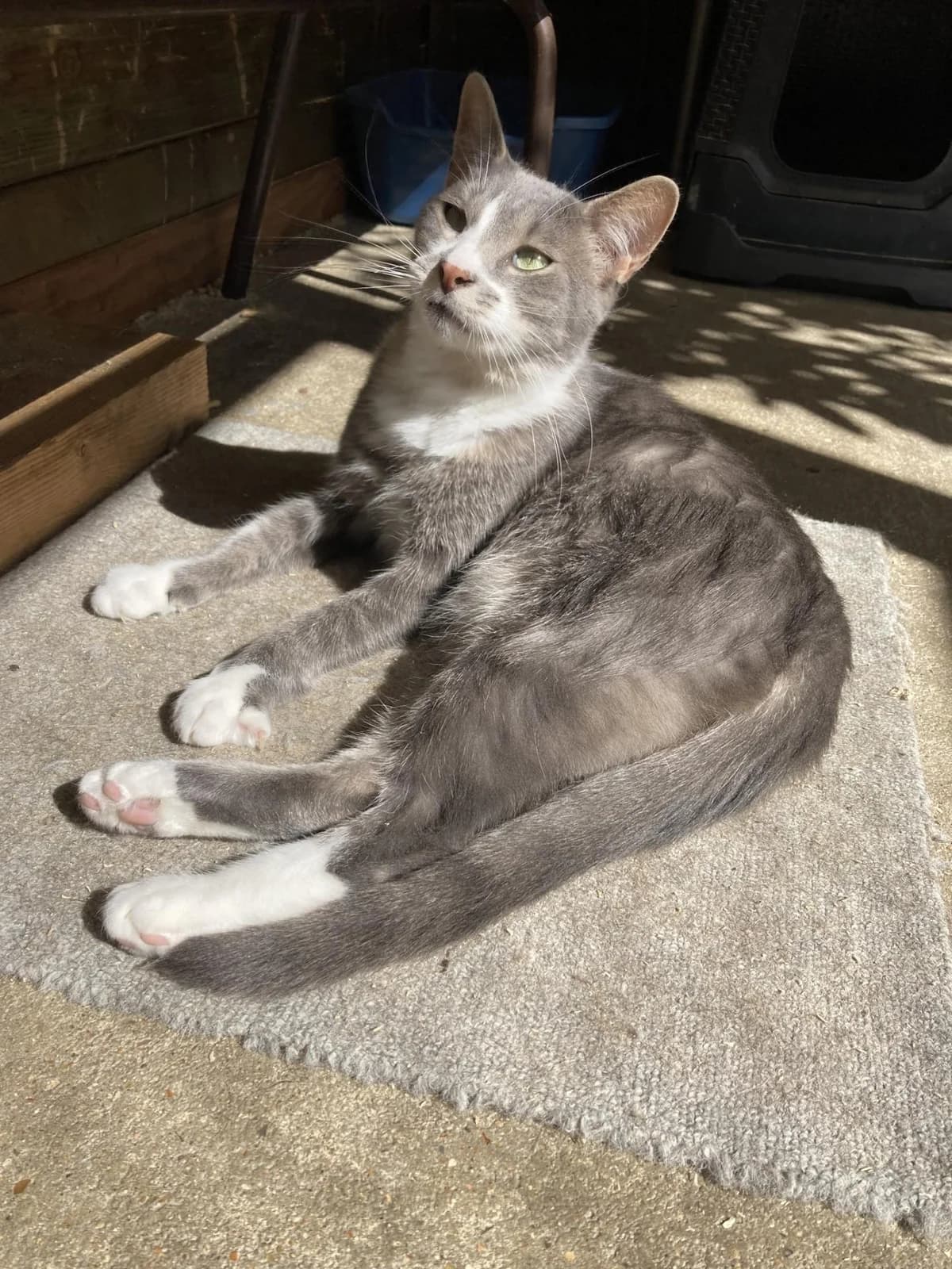 Will, male 5yo Mixed Breed for adoption at Phoenix Asso 94