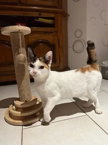 MILA ou MILLA, female Mixed Breed for adoption at Planning Chat 17
