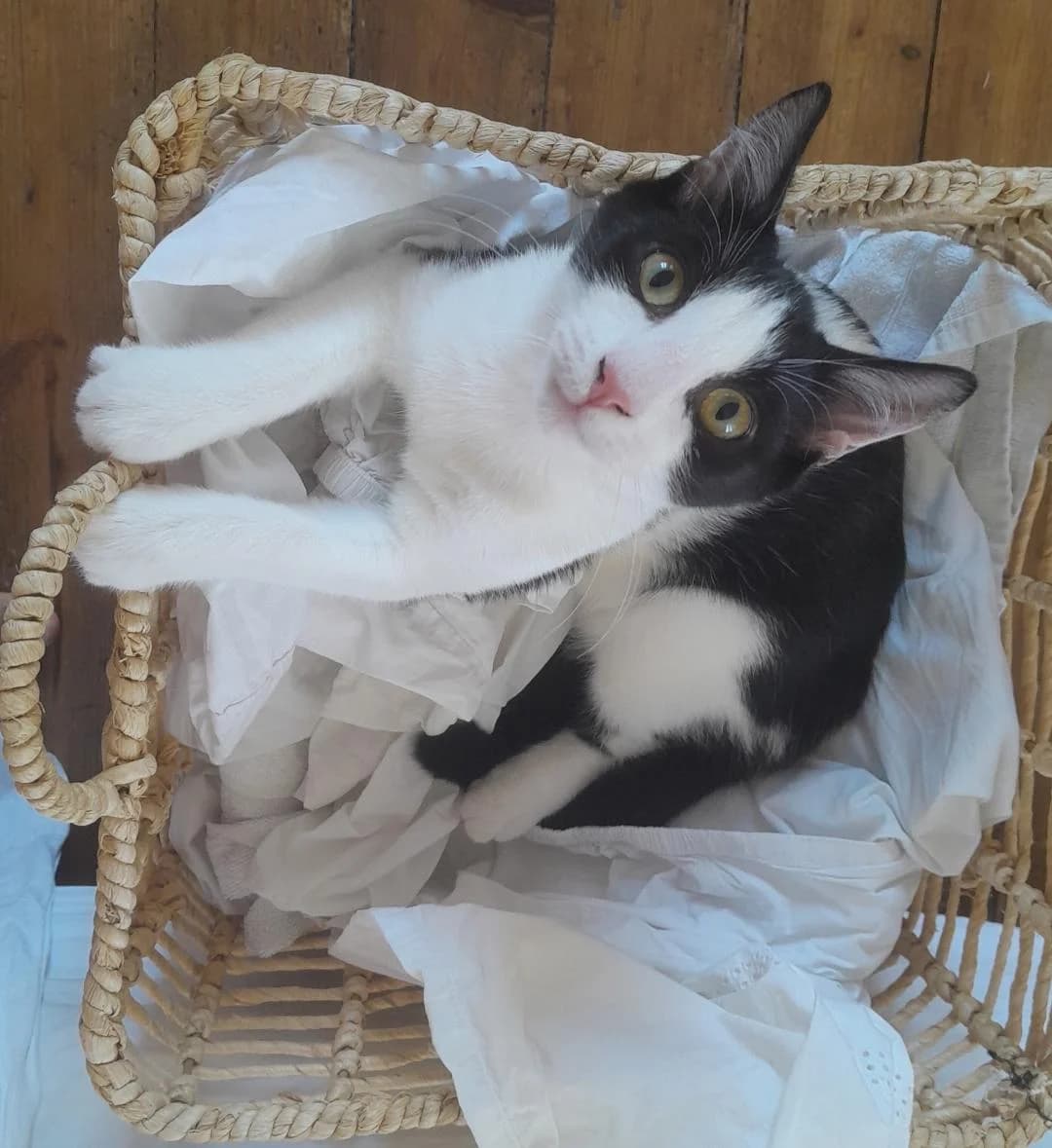 JAZZ, male Mixed Breed for adoption at Planning Chat 17