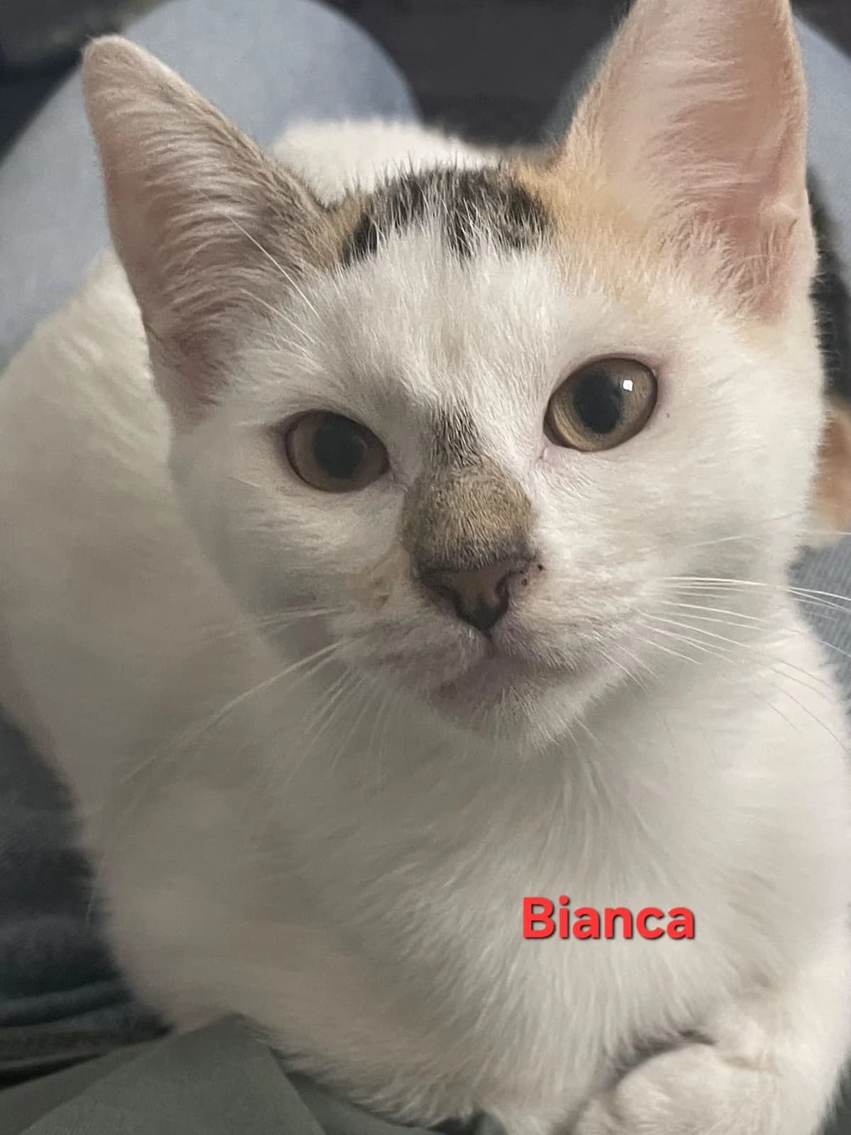 BIANCA, female Mixed Breed for adoption at Planning Chat 17