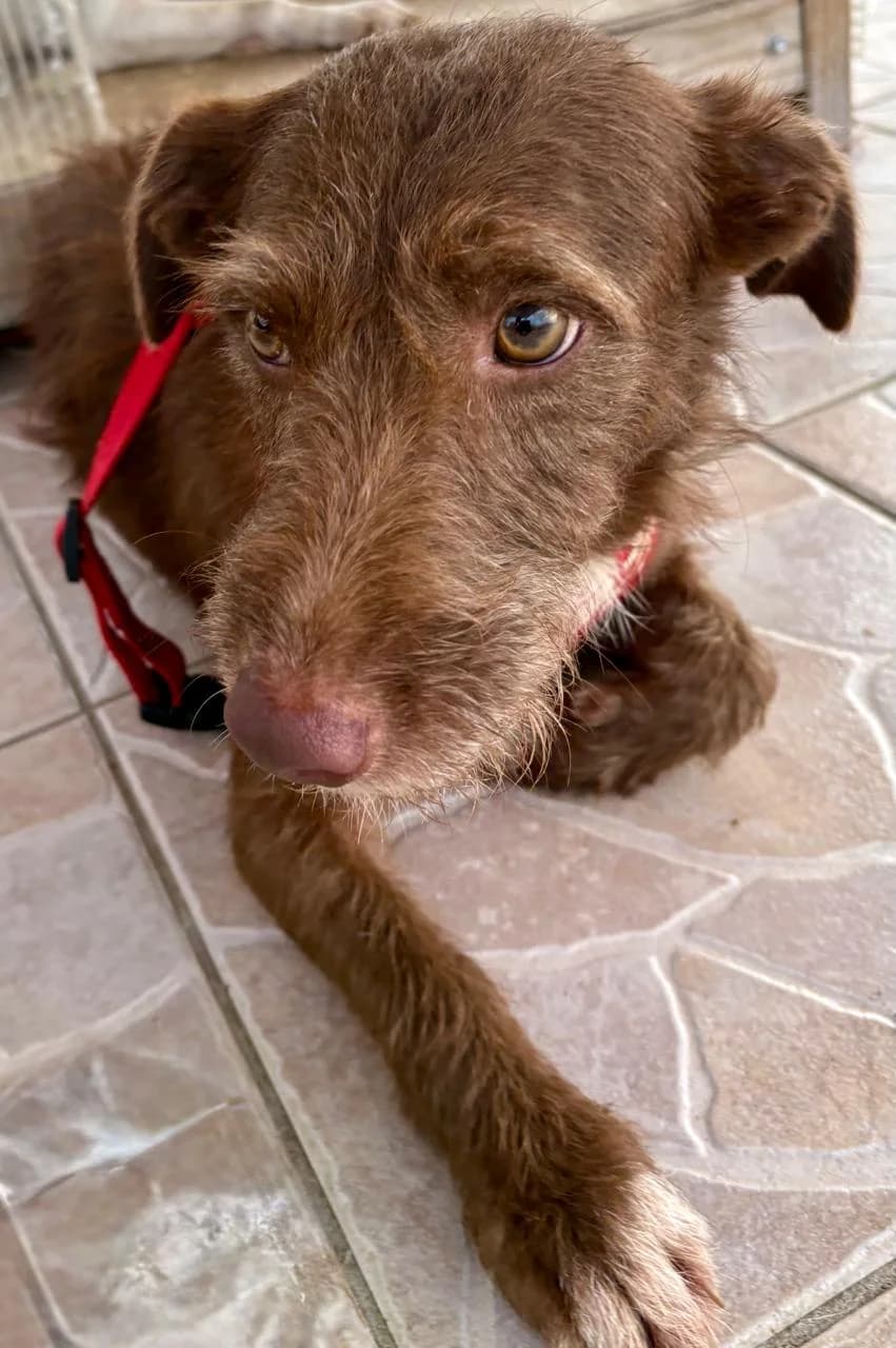 HINA, female young Poodle for adoption at Association Plum, plum
