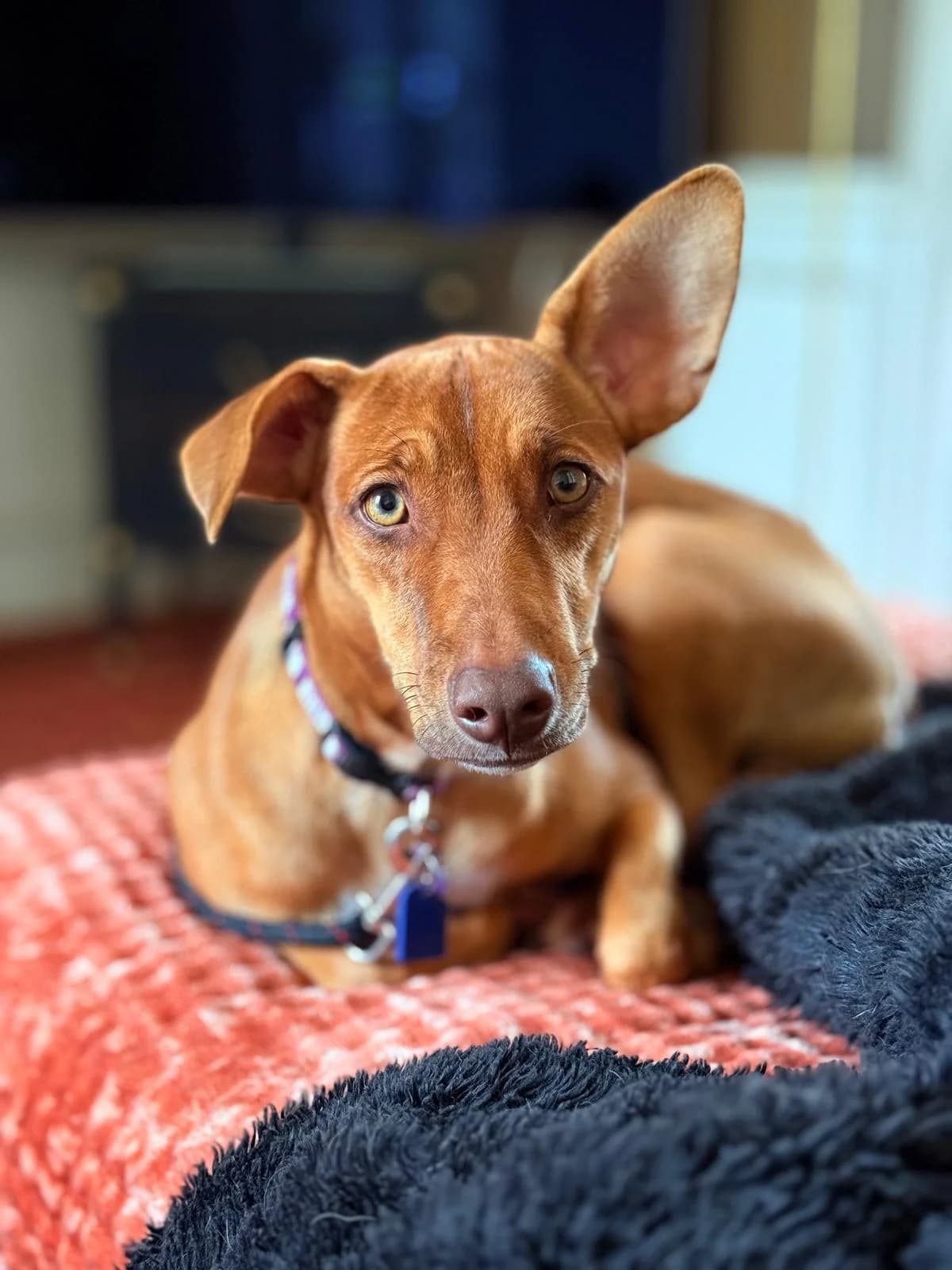 ABY, female young mixed breed for adoption at Association Plum, plum