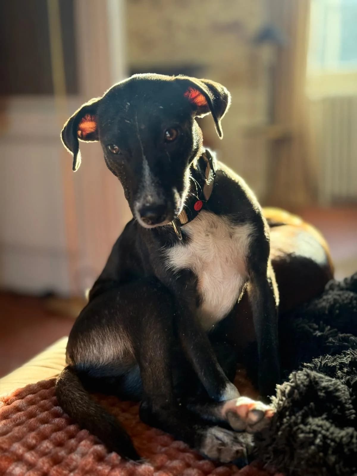 VANILLE, female mixed breed for adoption at Association Plum, plum
