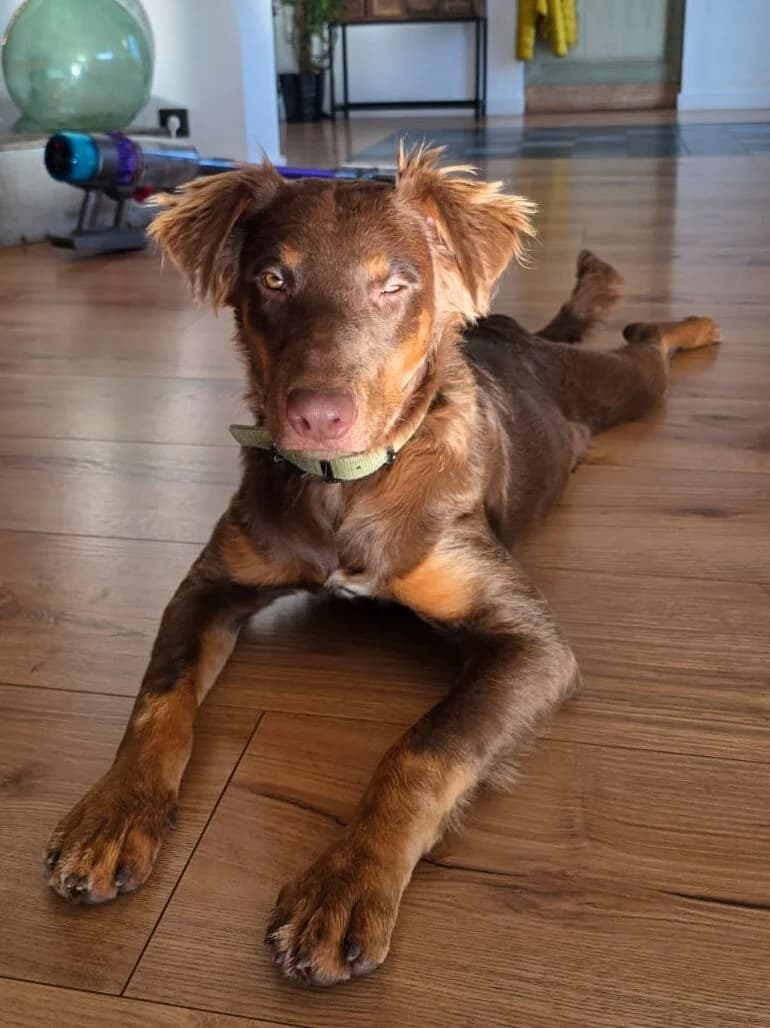 MAU, male young Mixed Breed for adoption at Association Plum, plum