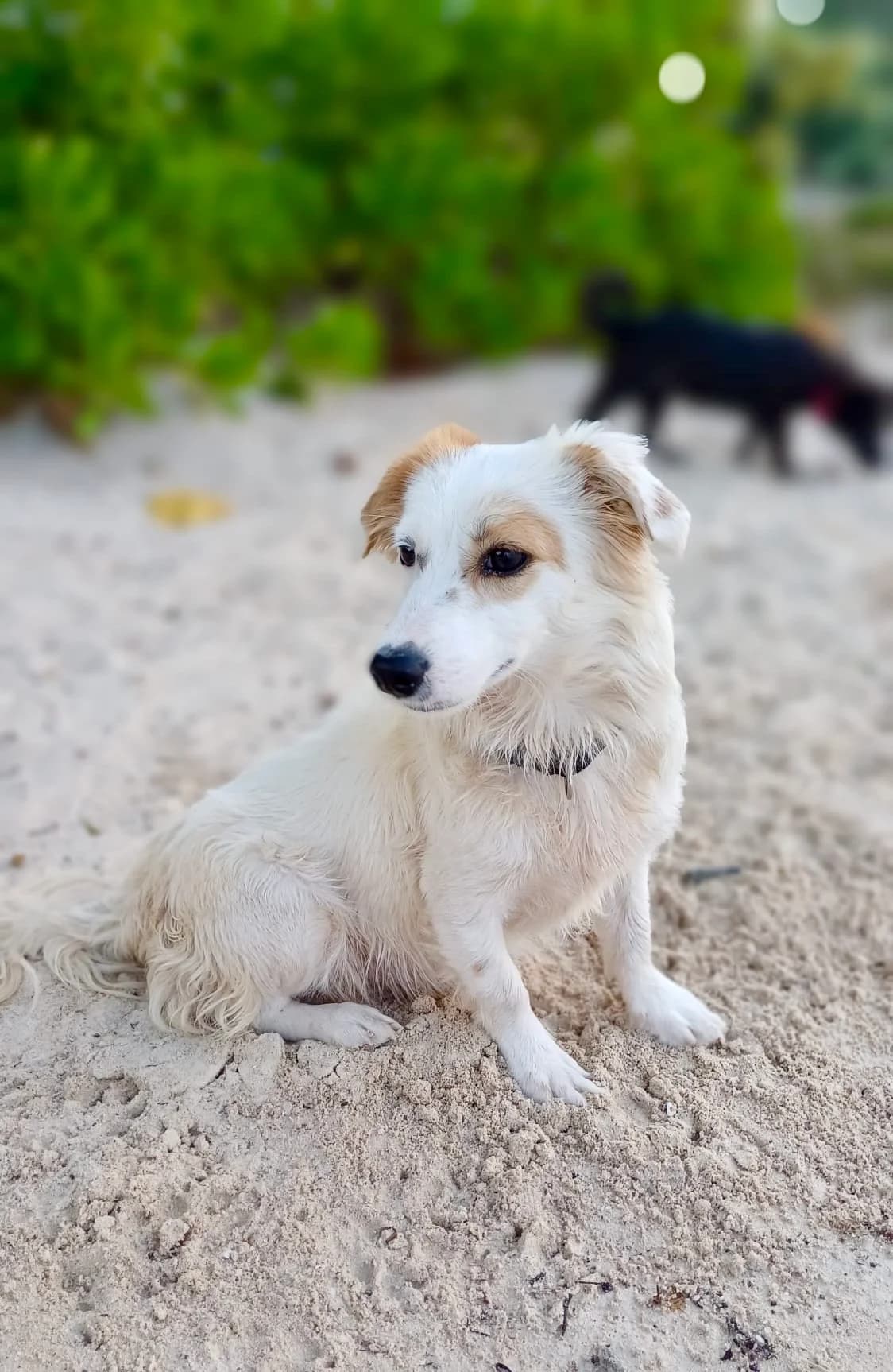 DOLCE, female young mixed breed for adoption at Association Plum, plum