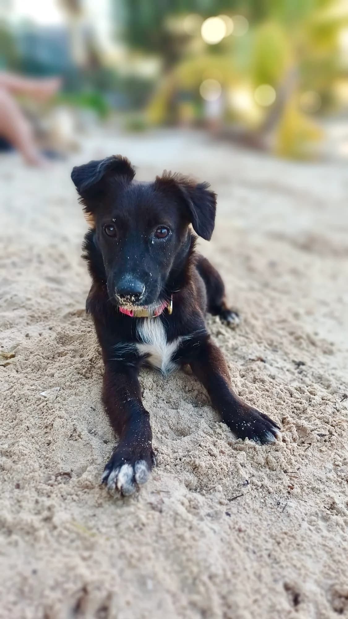 VITA, female young mixed breed for adoption at Association Plum, plum