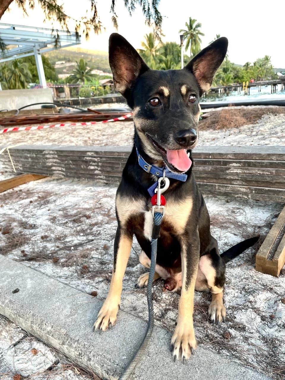SIKI, male 3yo mixed breed for adoption at Association Plum, plum