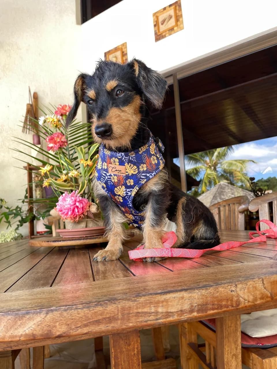 VICKY, female Dachshund for adoption at Association Plum, plum