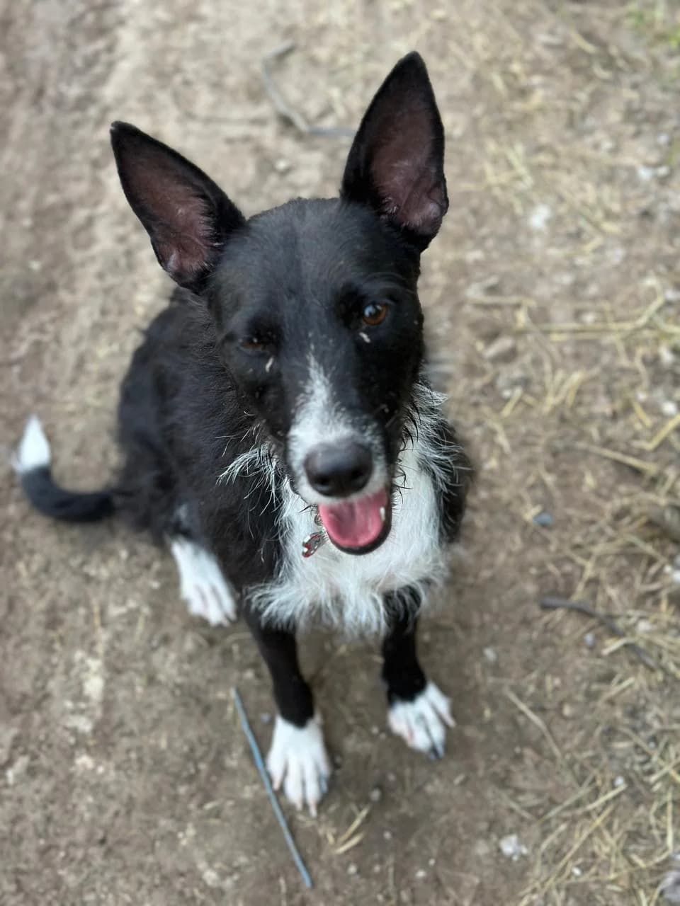 CONNIE, female 3yo Border Collie for adoption at Association Plum, plum