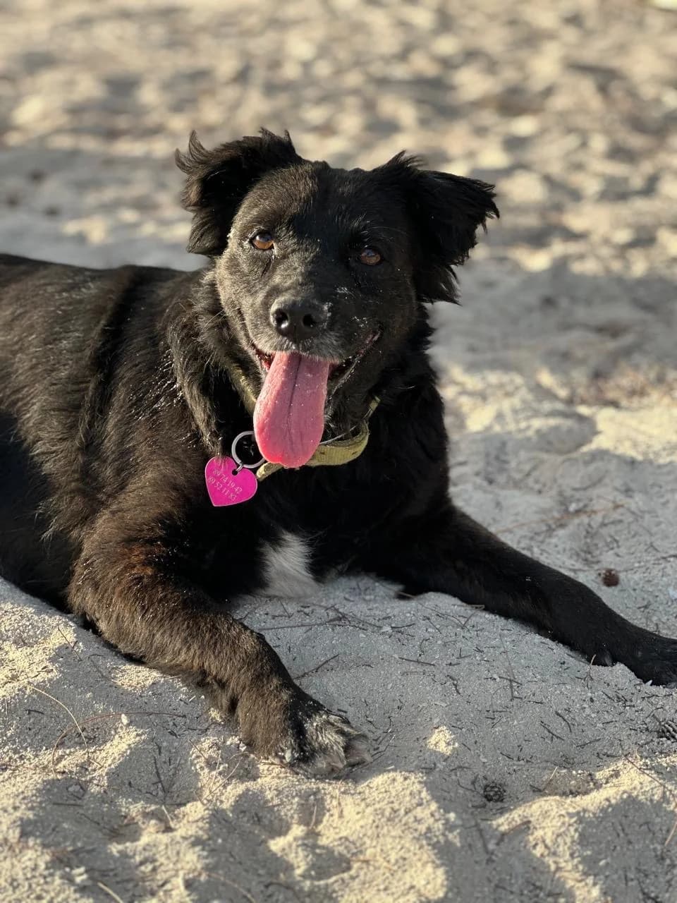NOVA, female 3yo mixed breed for adoption at Association Plum, plum
