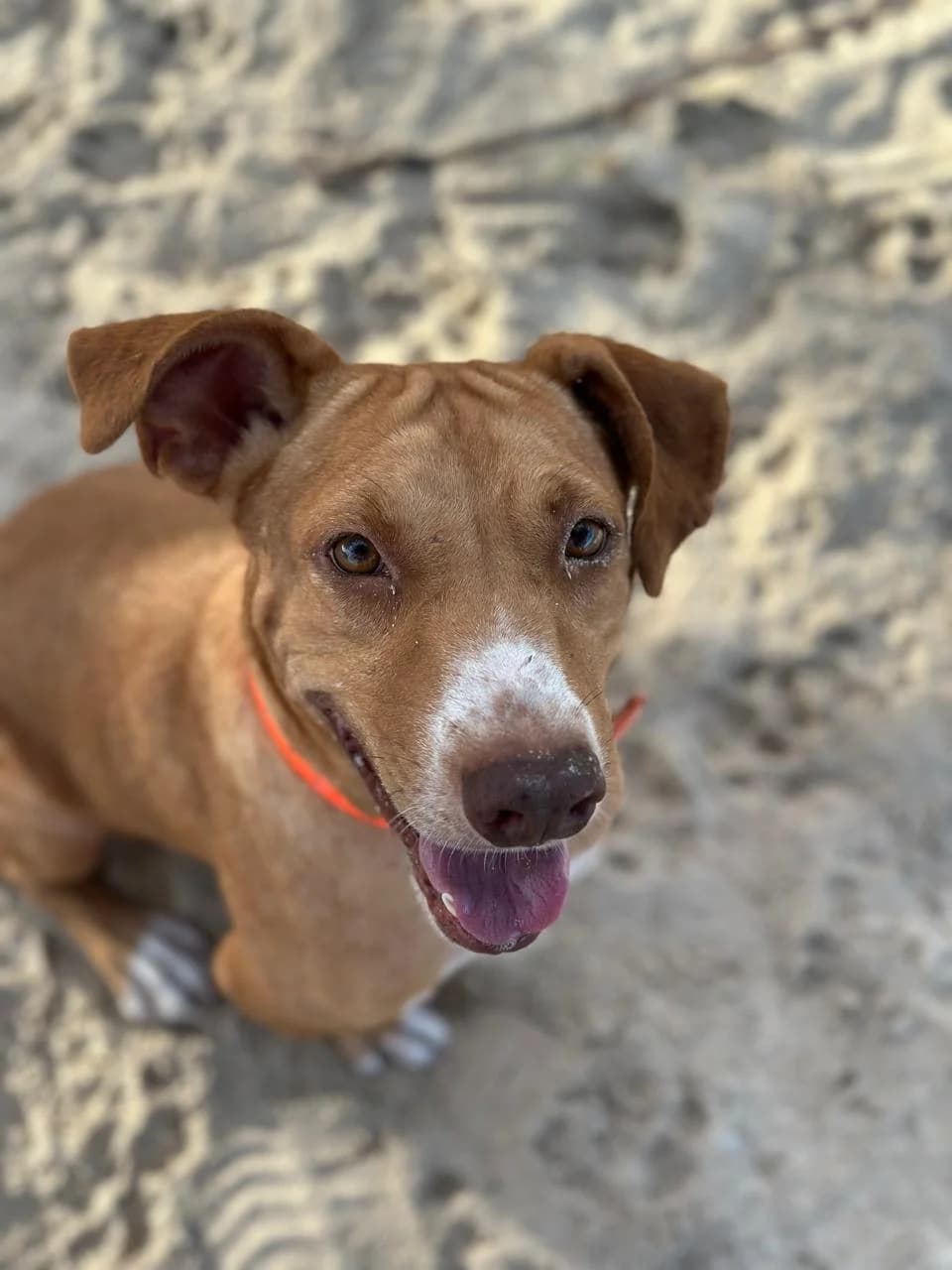 NINO, male young mixed breed for adoption at Association Plum, plum