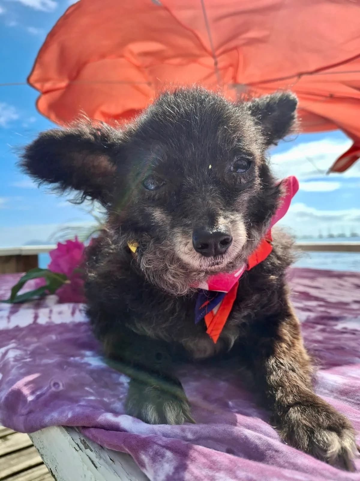 PONIOU, male senior Mixed Breed for adoption at Association Plum, plum