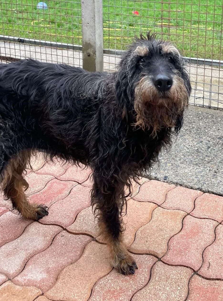 griffon, female Mixed Breed for adoption at Refuge Les Potes à Pouf