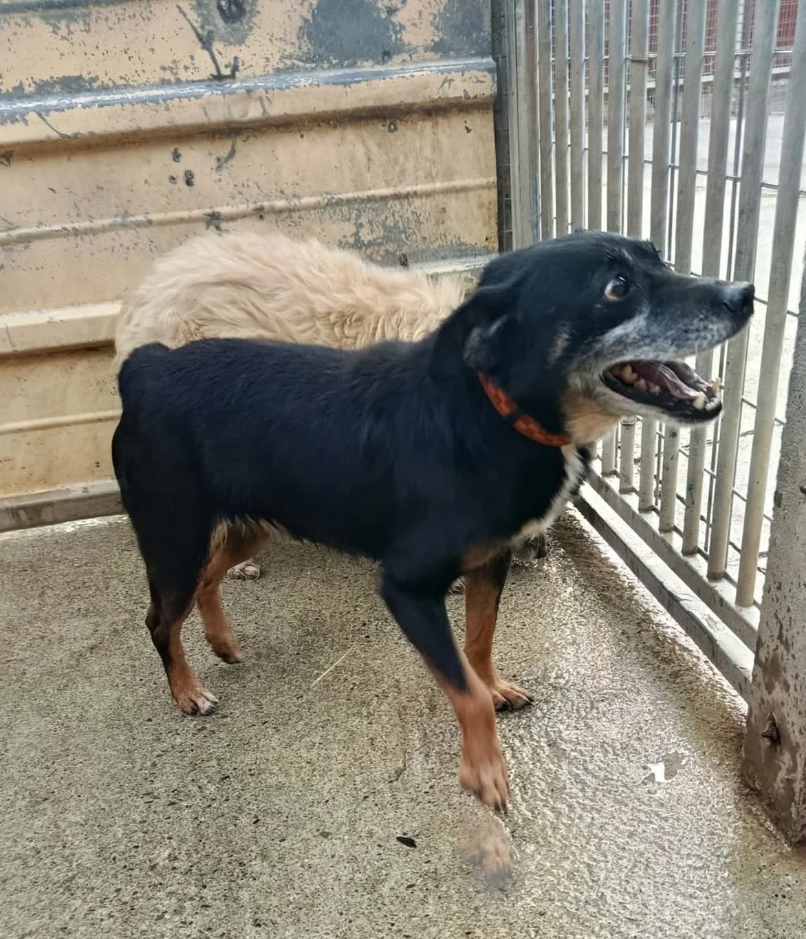 griffon, female Mixed Breed for adoption at Refuge Les Potes à Pouf