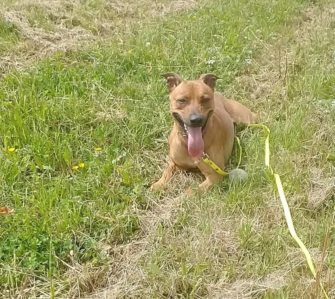 0XX0, male young Belgian Malinois for adoption at Refuge ABEC - Refuge des Animaux d