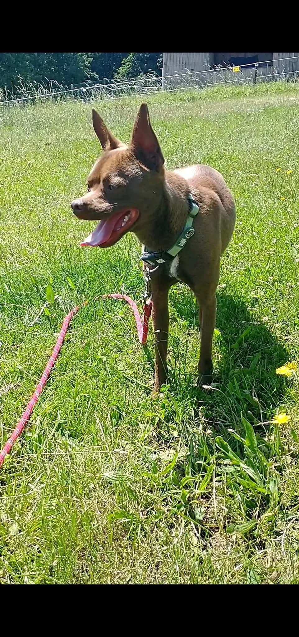 ARTHUR, male young Labrador Retriever for adoption at Refuge ABEC - Refuge des Animaux d