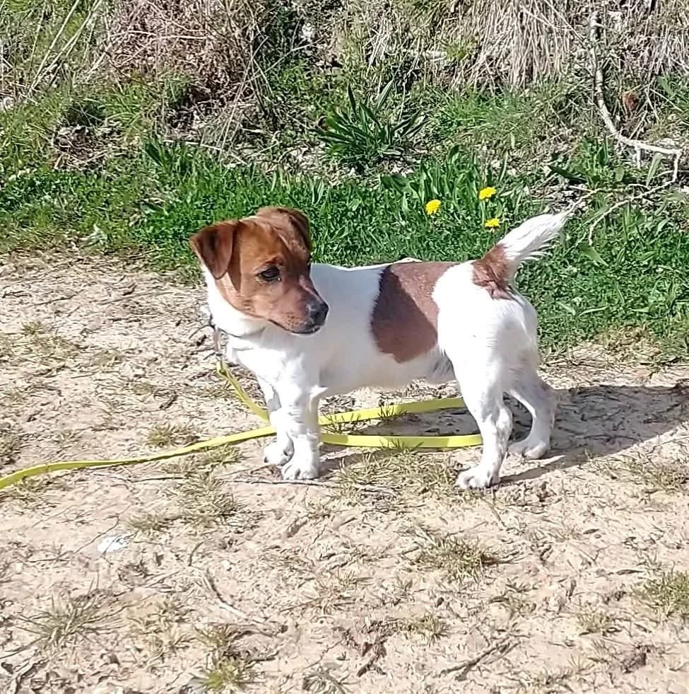 ATOLL, male 3yo Mixed Breed for adoption at Refuge ABEC - Refuge des Animaux d
