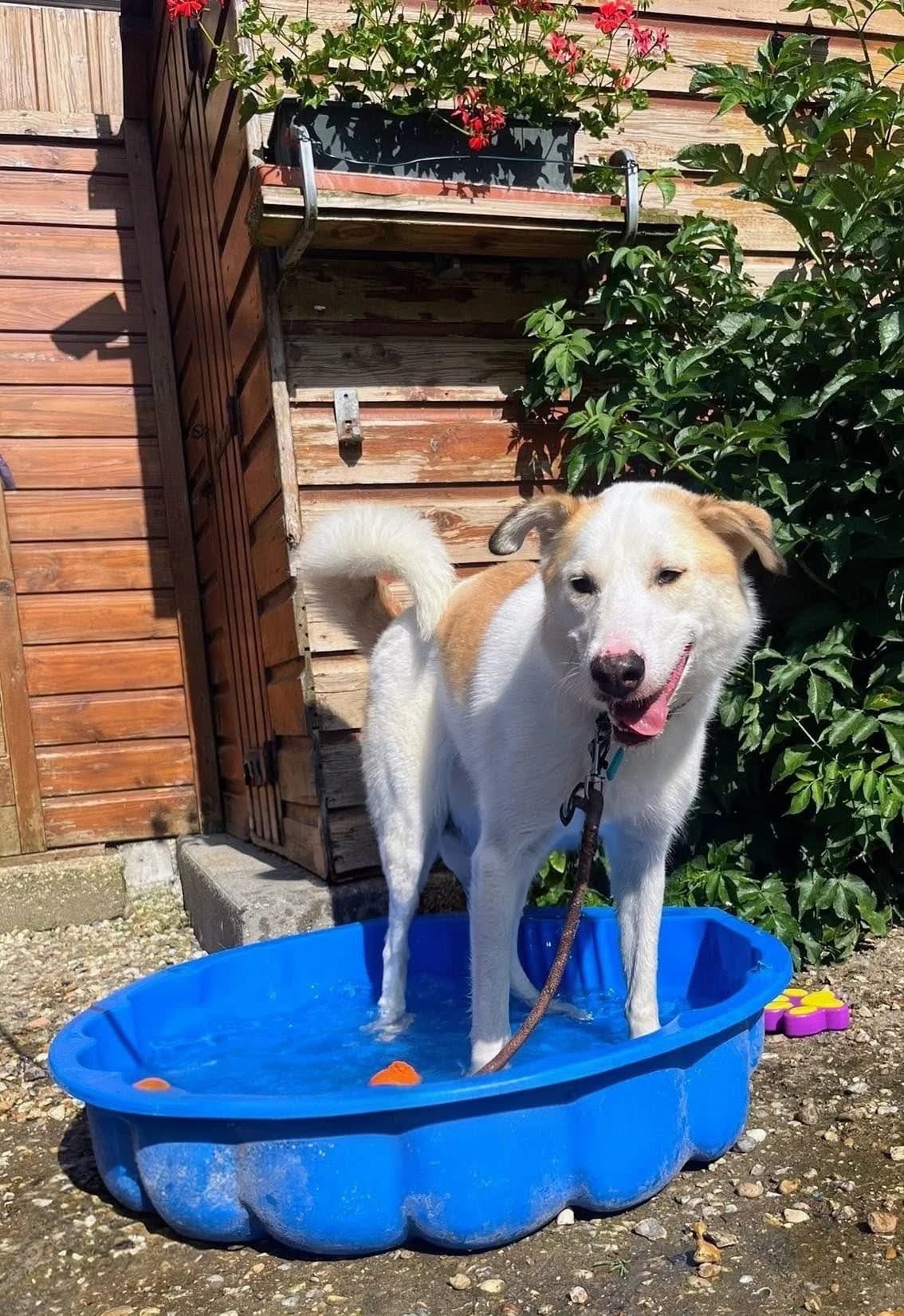 ICE, male young Husky for adoption at Refuge ABEC - Refuge des Animaux d
