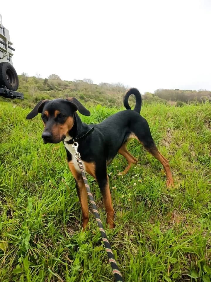 KANE, male young Beagle for adoption at Refuge ABEC - Refuge des Animaux d