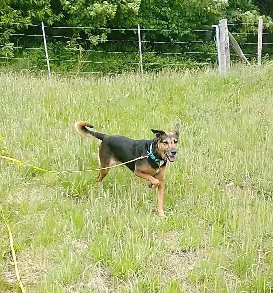 LOULOUTE, female 7yo mixed breed for adoption at Refuge ABEC - Refuge des Animaux d