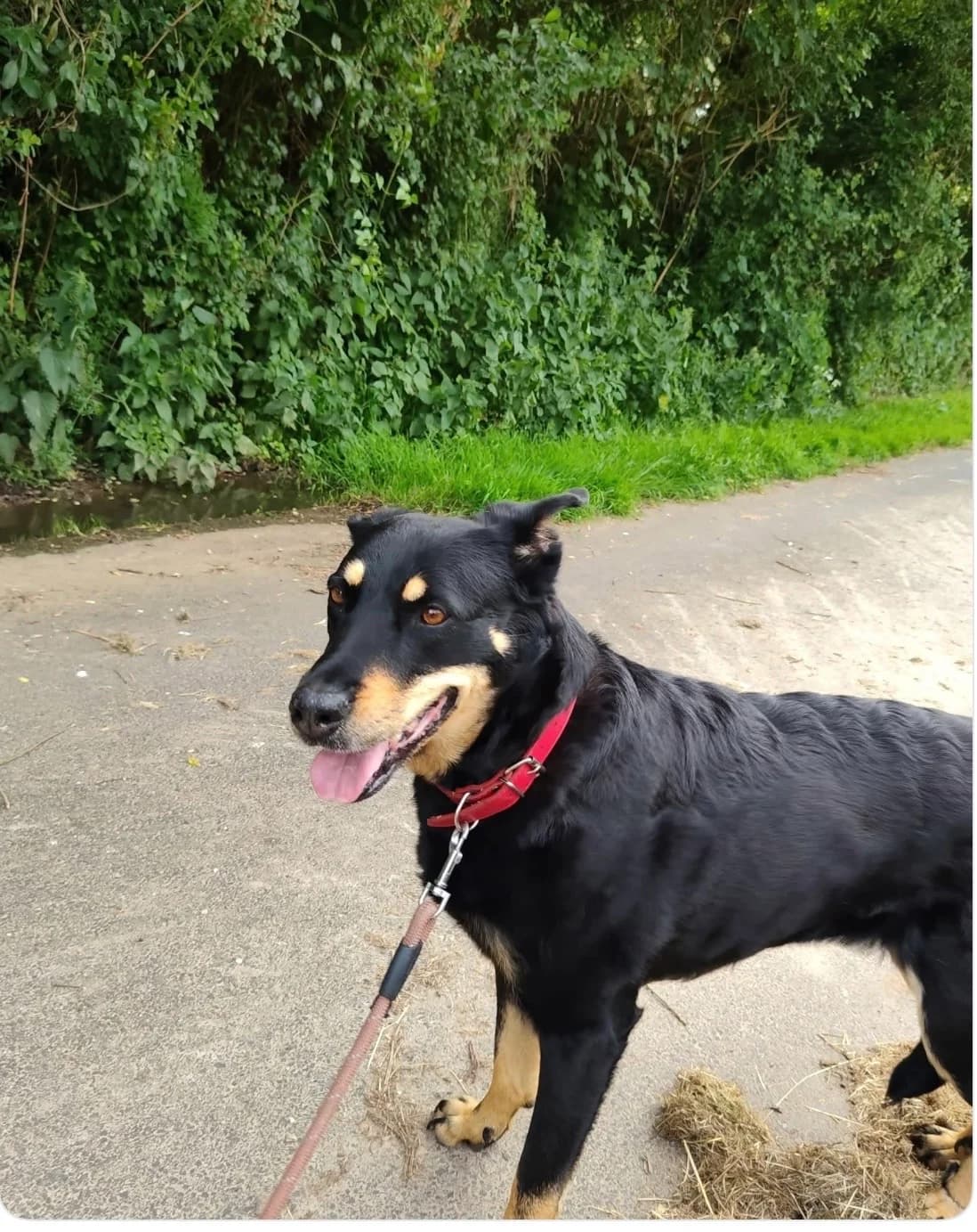 MARGOT, female senior mixed breed for adoption at Refuge ABEC - Refuge des Animaux d