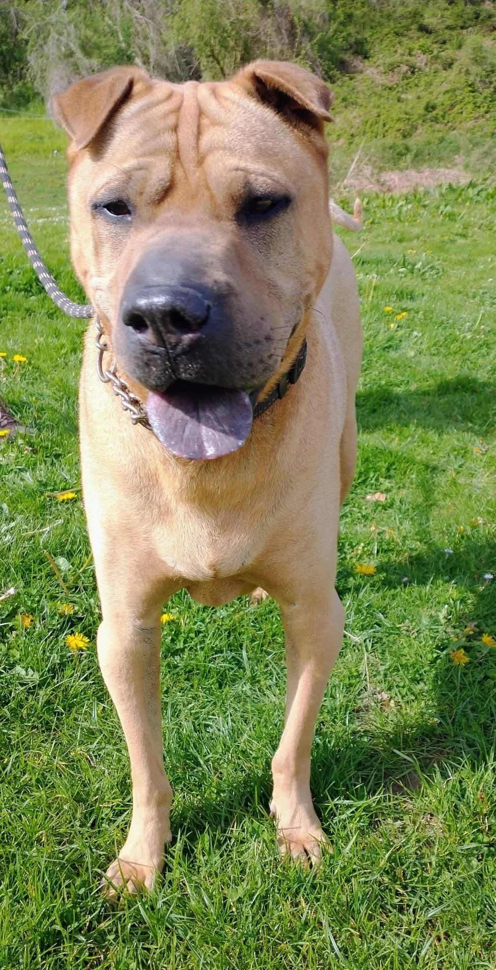 NEWTON, male 7yo Mixed Breed for adoption at Refuge ABEC - Refuge des Animaux d