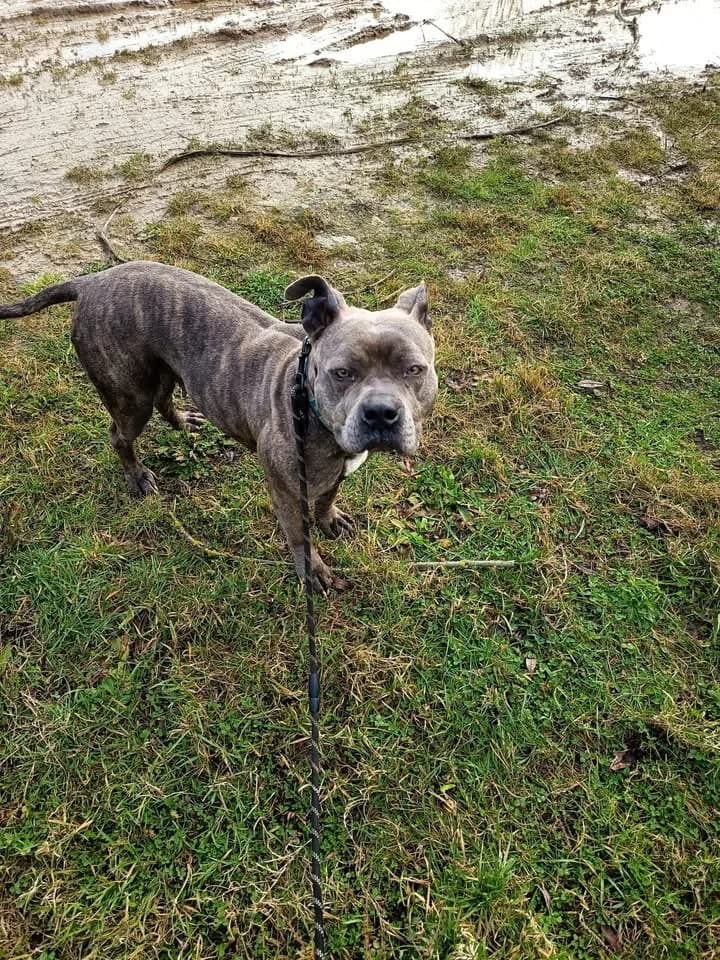 NORA, female 3yo mixed breed for adoption at Refuge ABEC - Refuge des Animaux d