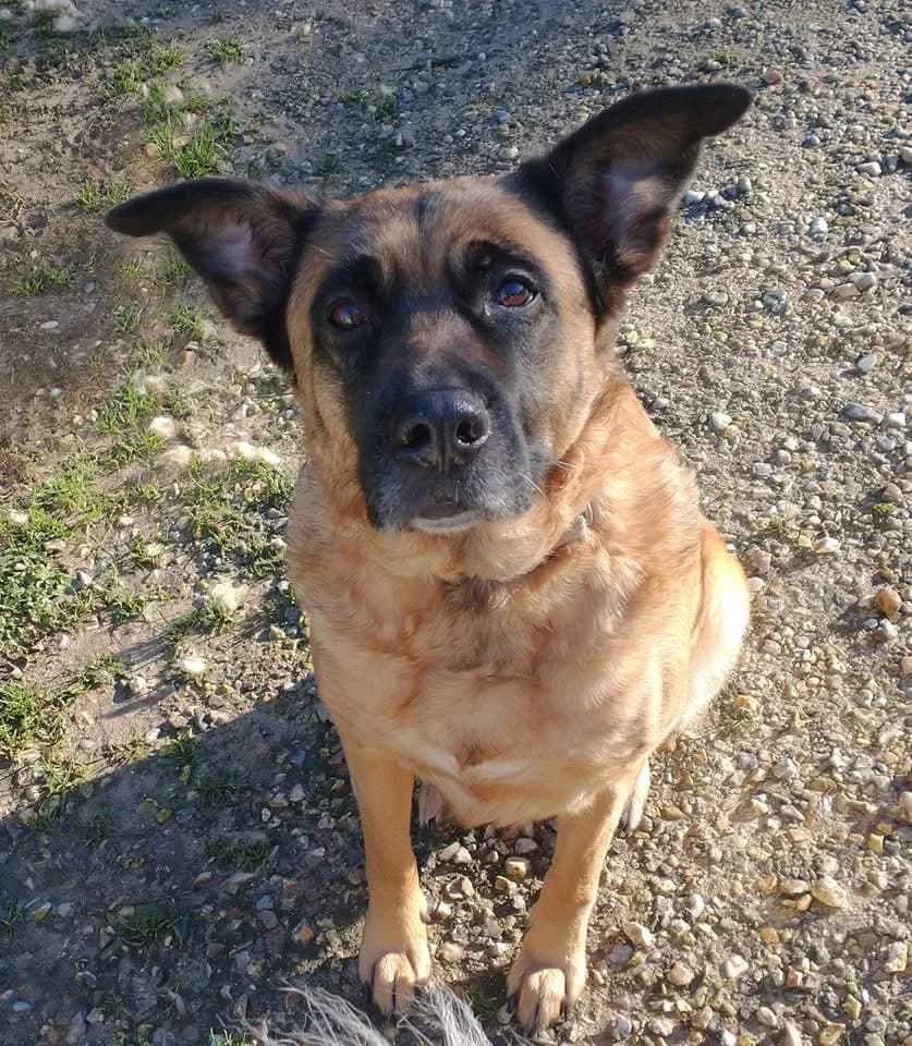 OZZIE, female senior mixed breed for adoption at Refuge ABEC - Refuge des Animaux d
