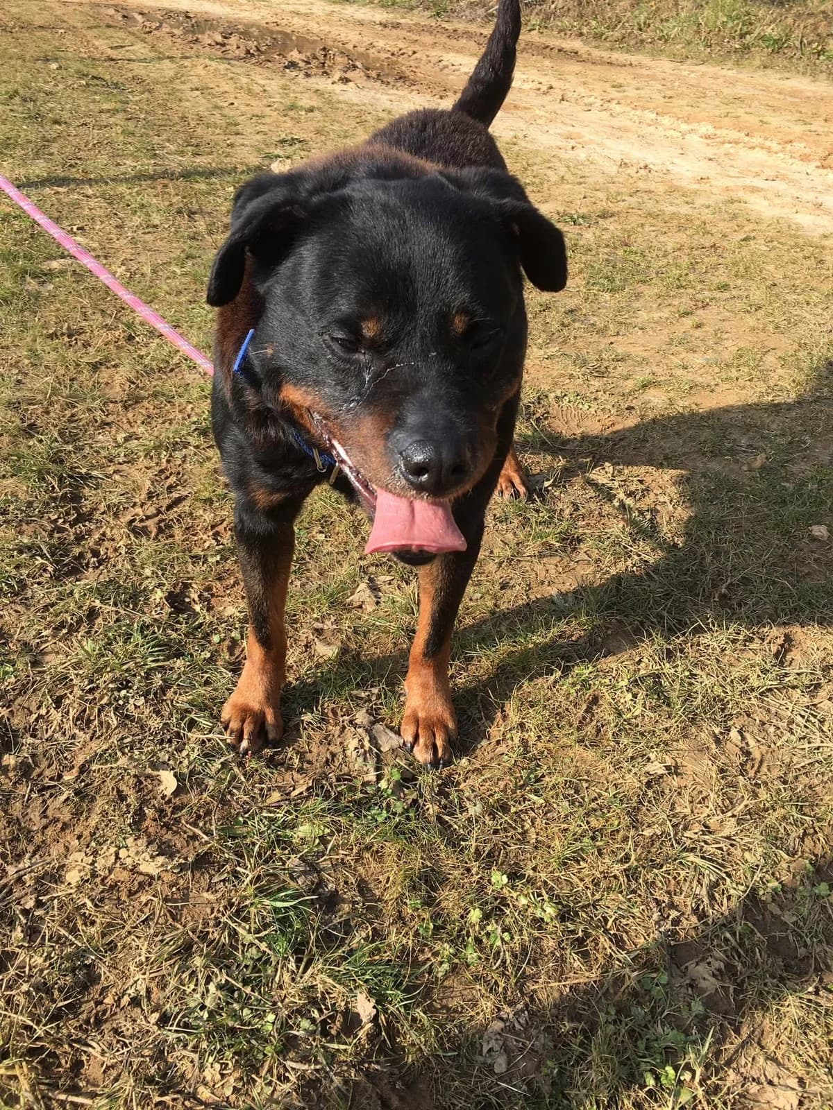 PATOU, male senior Mixed Breed for adoption at Refuge ABEC - Refuge des Animaux d