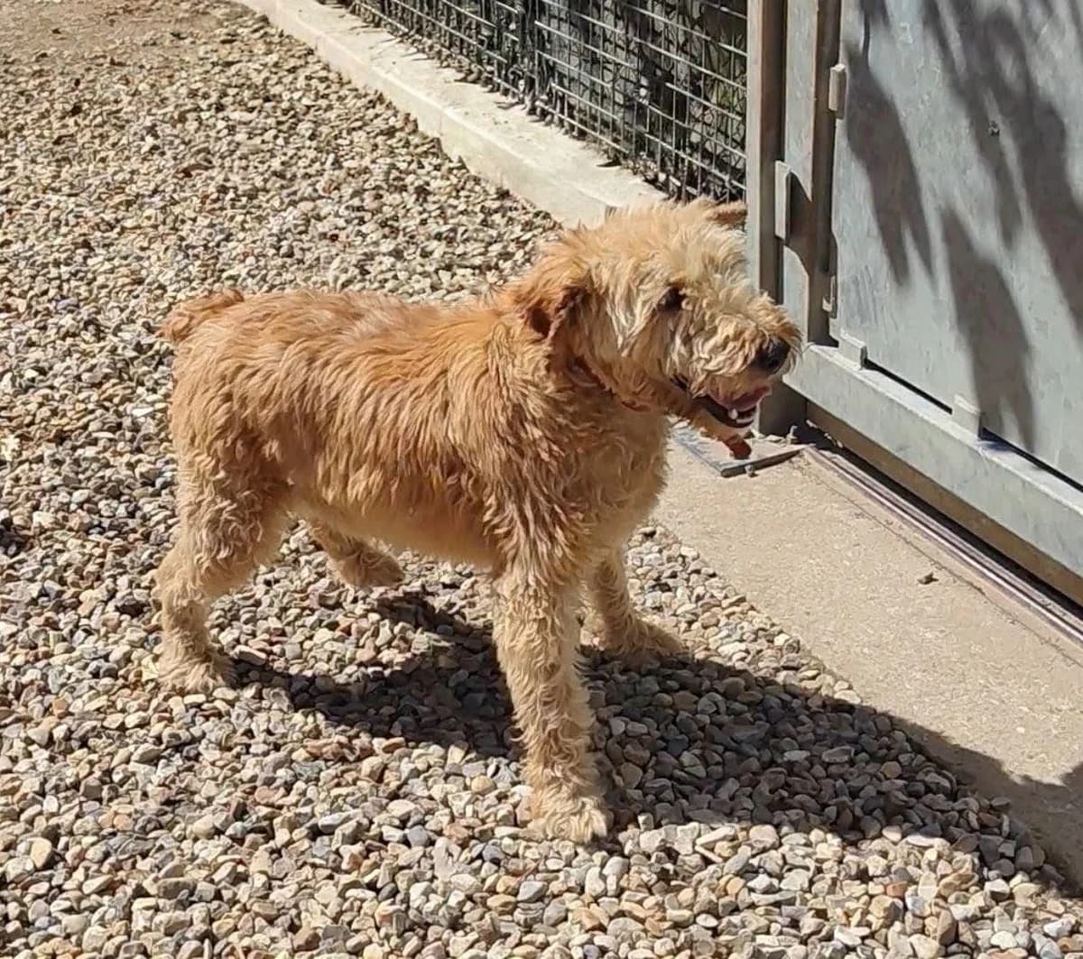 RICO, male 6yo Mixed Breed for adoption at Refuge ABEC - Refuge des Animaux d