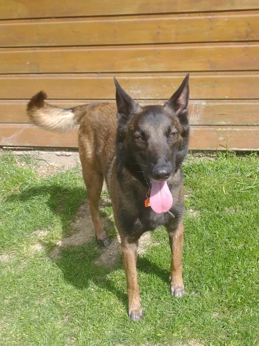 ROCKY, female 6yo Belgian Malinois for adoption at Refuge ABEC - Refuge des Animaux d