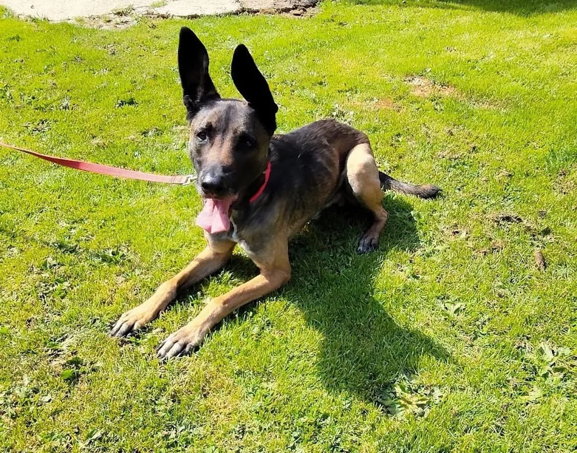 SAM, male Mixed Breed for adoption at Refuge ABEC - Refuge des Animaux d