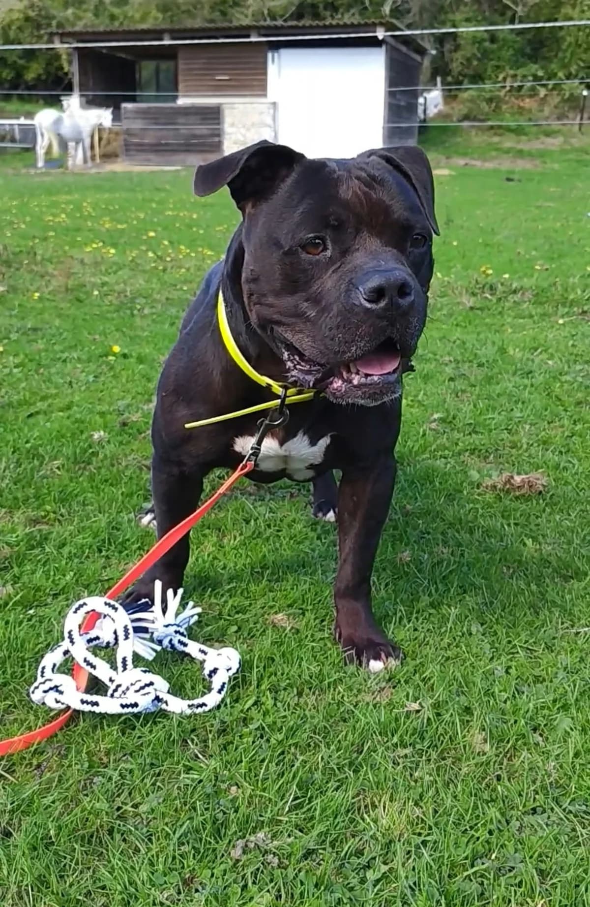SHERKANE, male 7yo Mixed Breed for adoption at Refuge ABEC - Refuge des Animaux d