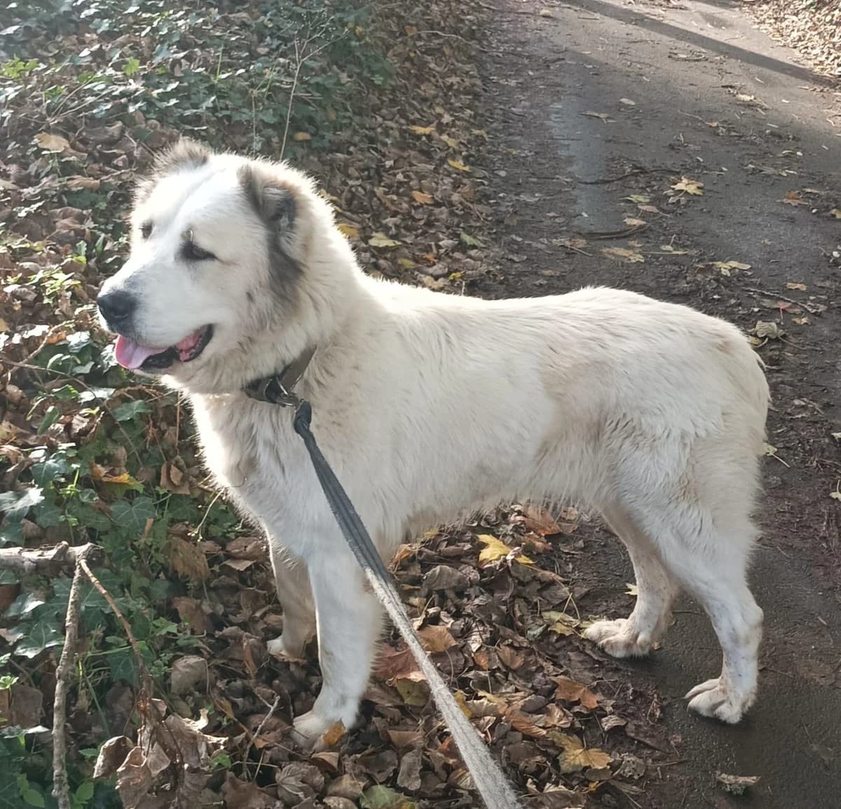 SULTANE, female 5yo mixed breed for adoption at Refuge ABEC - Refuge des Animaux d