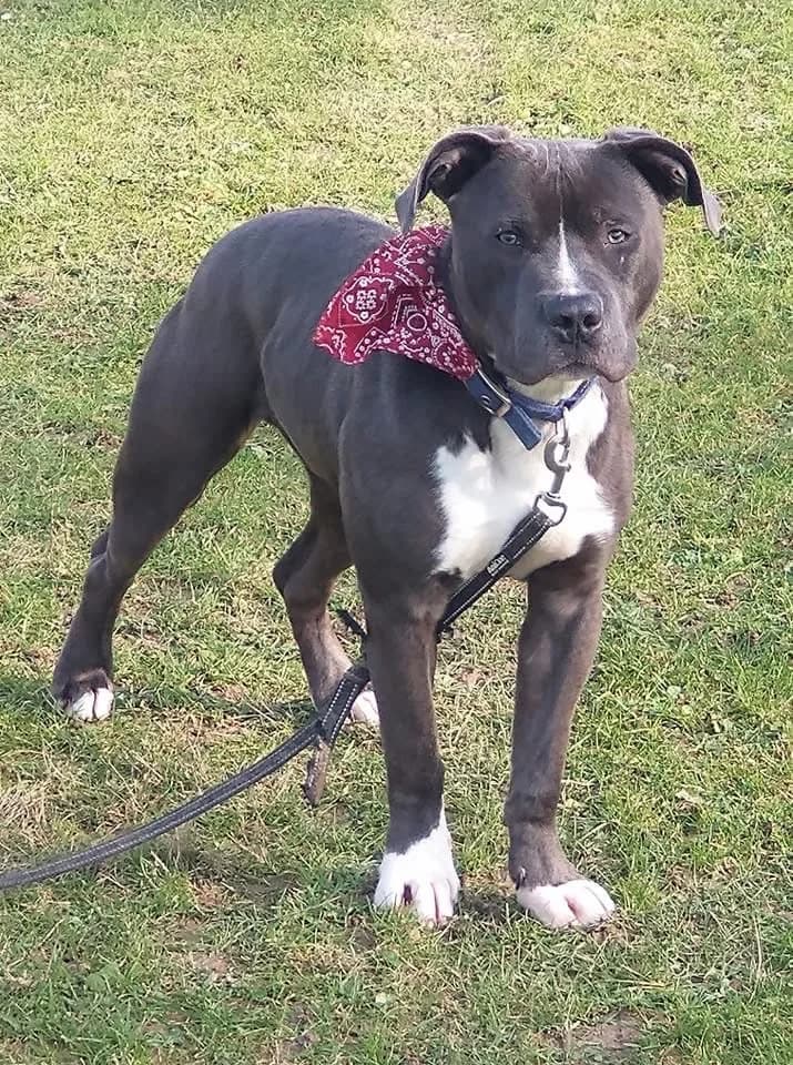 VASCO, male young Mixed Breed for adoption at Refuge ABEC - Refuge des Animaux d