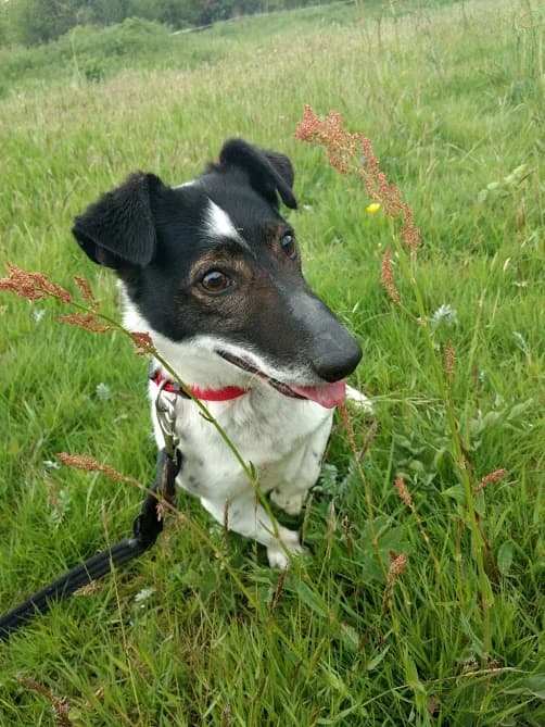 WILLY, male senior Jack Russell Terrier for adoption at Refuge ABEC - Refuge des Animaux d