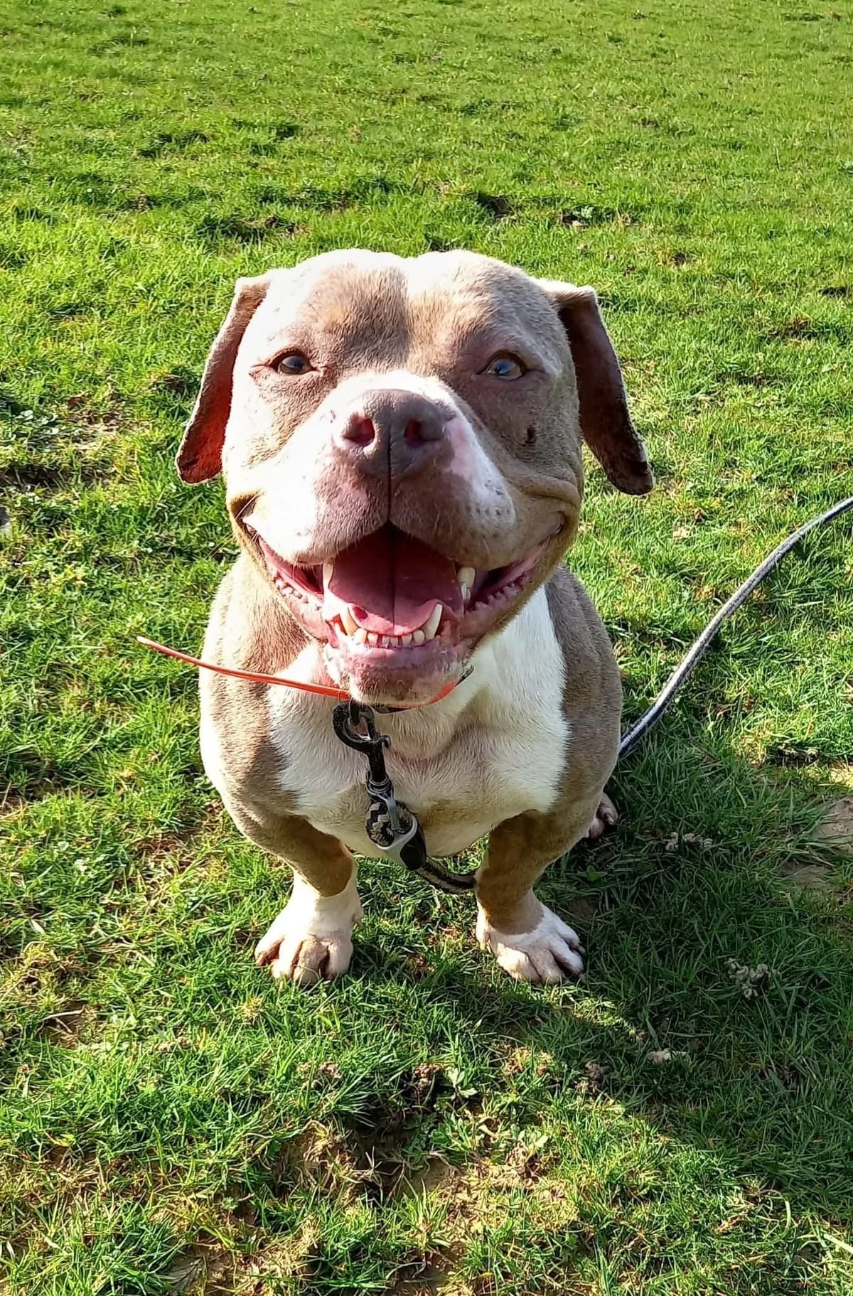 XENA, female 3yo mixed breed for adoption at Refuge ABEC - Refuge des Animaux d